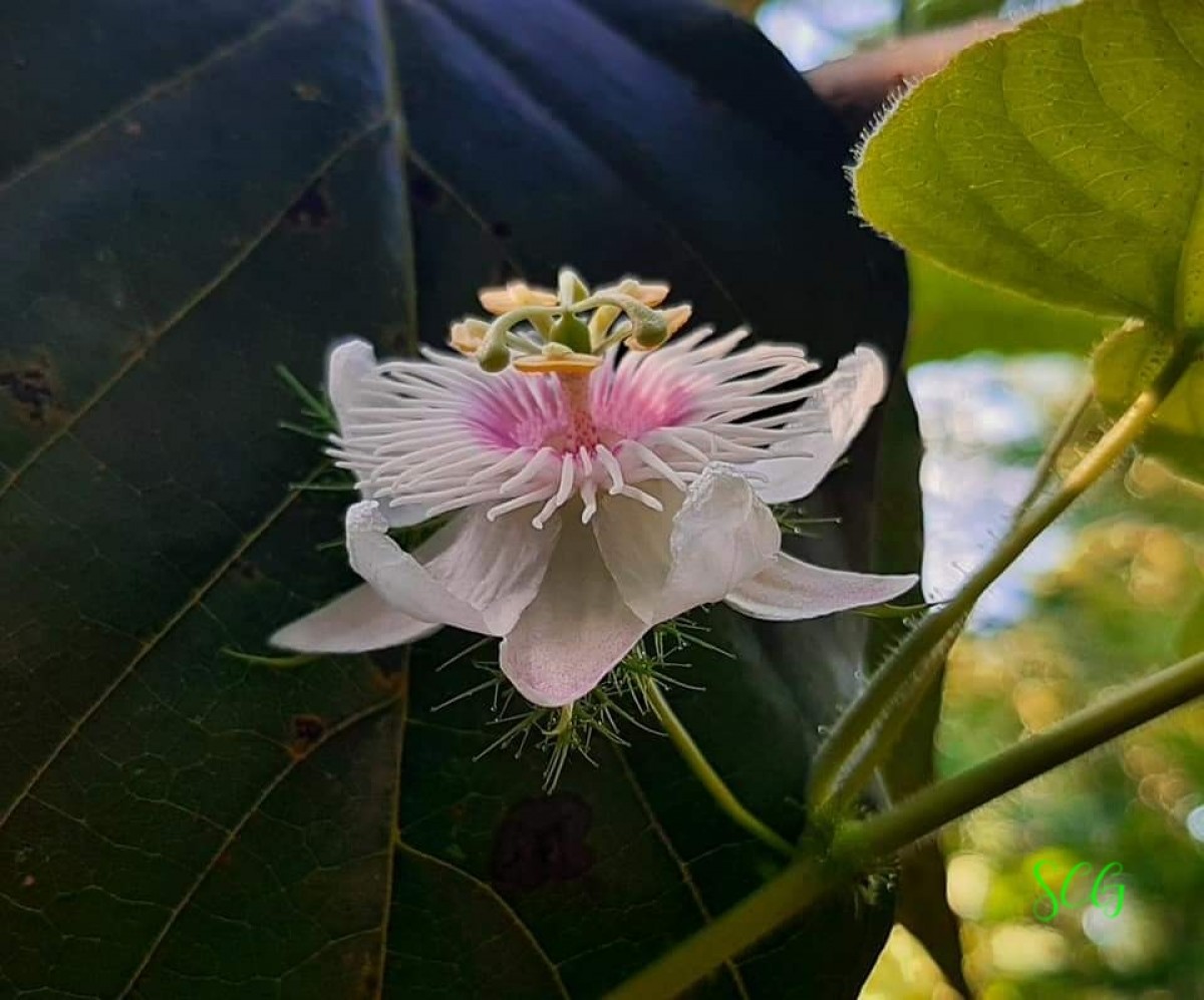 Passiflora foetida L.